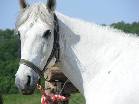 horse portrait