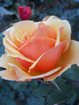 Sunset Rose