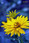 yellow-blue by bergol