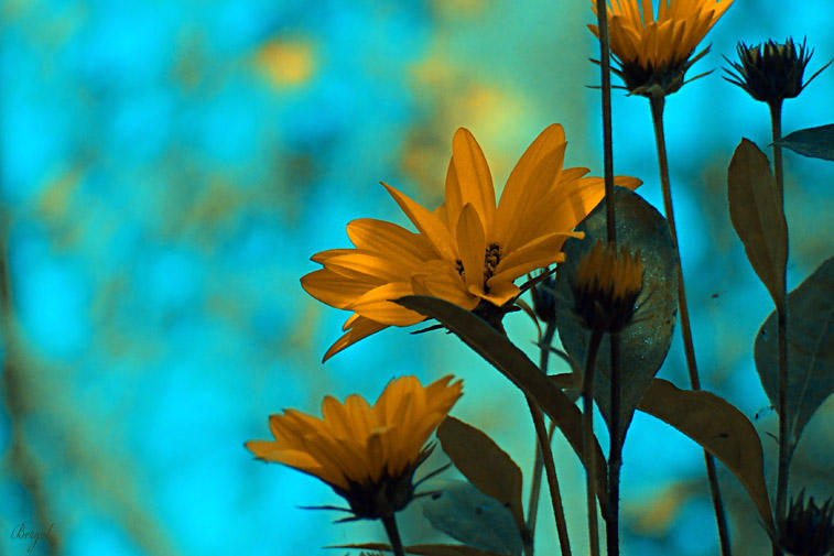 flowers - blue