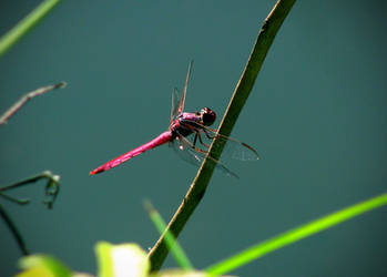 pink dragonfly