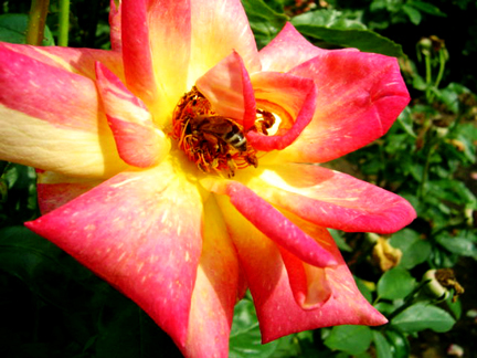 bees and flowers