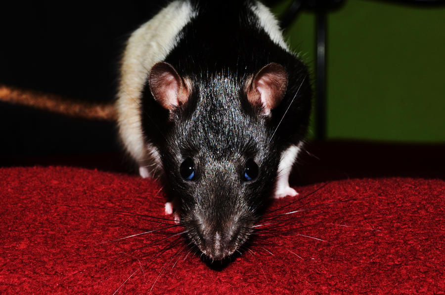 'Master Splinter' by spadedgurl on DeviantArt