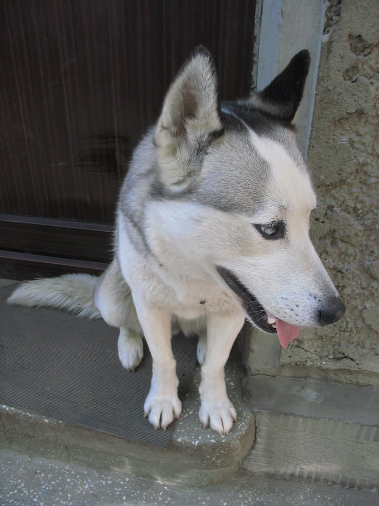 Modjo. by desideriaproudhon on DeviantArt