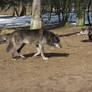 Wolfs in Givskud Zoo in februar 2013