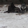 Wolfs in Givskud Zoo Februar 2013 2