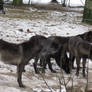 Wolfs in Givskud Zoo Februar 2013 3