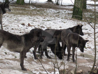 Wolfs in Givskud Zoo Februar 2013 3