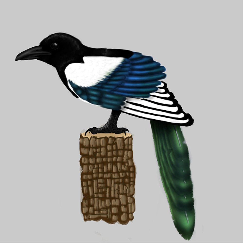 Magpie