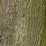 Bark Texture - 2