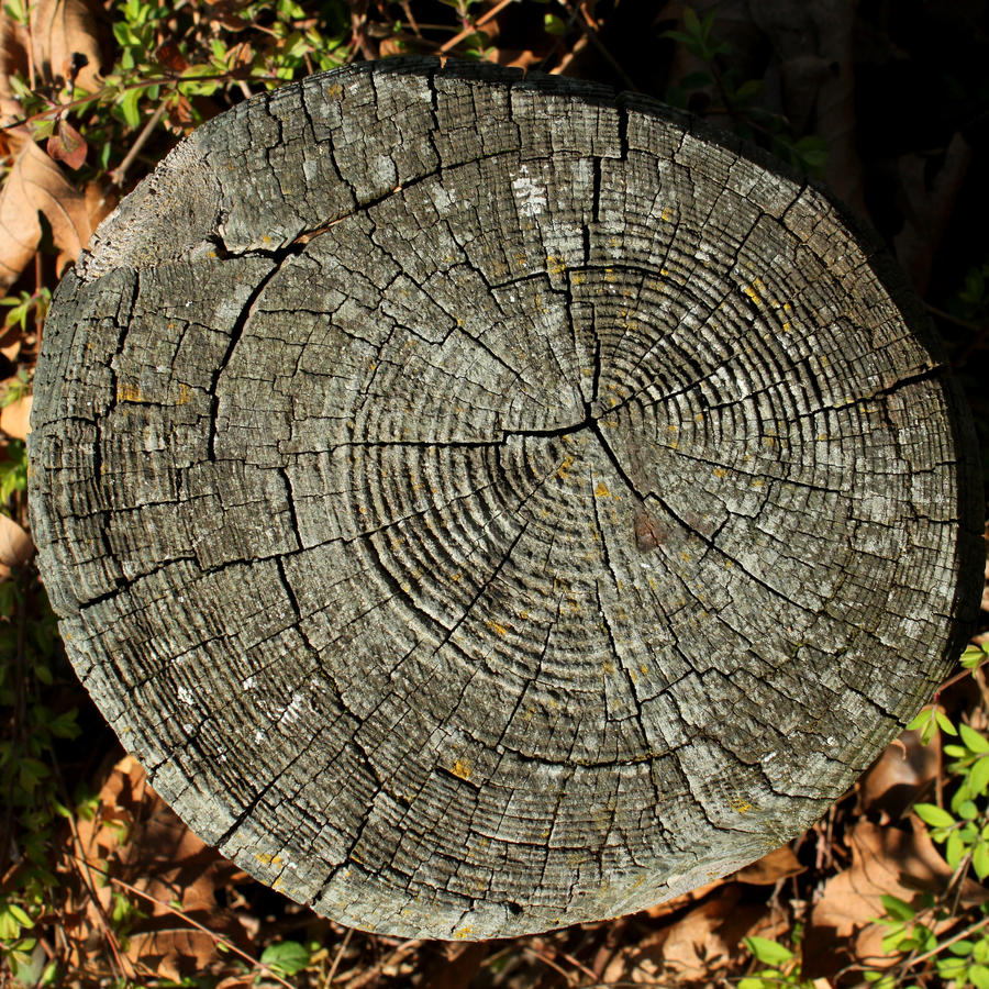 Wood End Texture - 3 by AGF81 on DeviantArt
