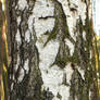 Bark Texture - 4