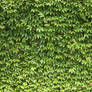 Ivy Texture - 2