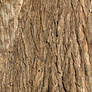 Bark Texture - 5