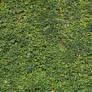 Ivy Texture - 6