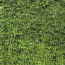 Ivy Texture - 7