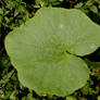 Leaf - D630