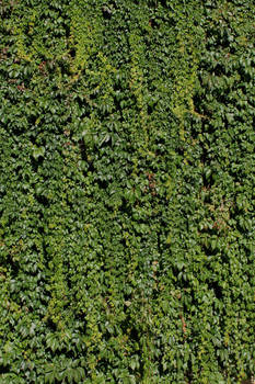 Ivy - D657
