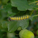 Caterpillar - D675