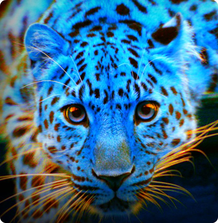 Blue Leopard by LeopardSixteen on DeviantArt