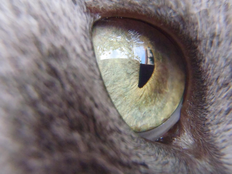 😻 cat eye pictorial 😻 so here it is.. cat eye... Cat eye by Mihaela7 on DeviantArt