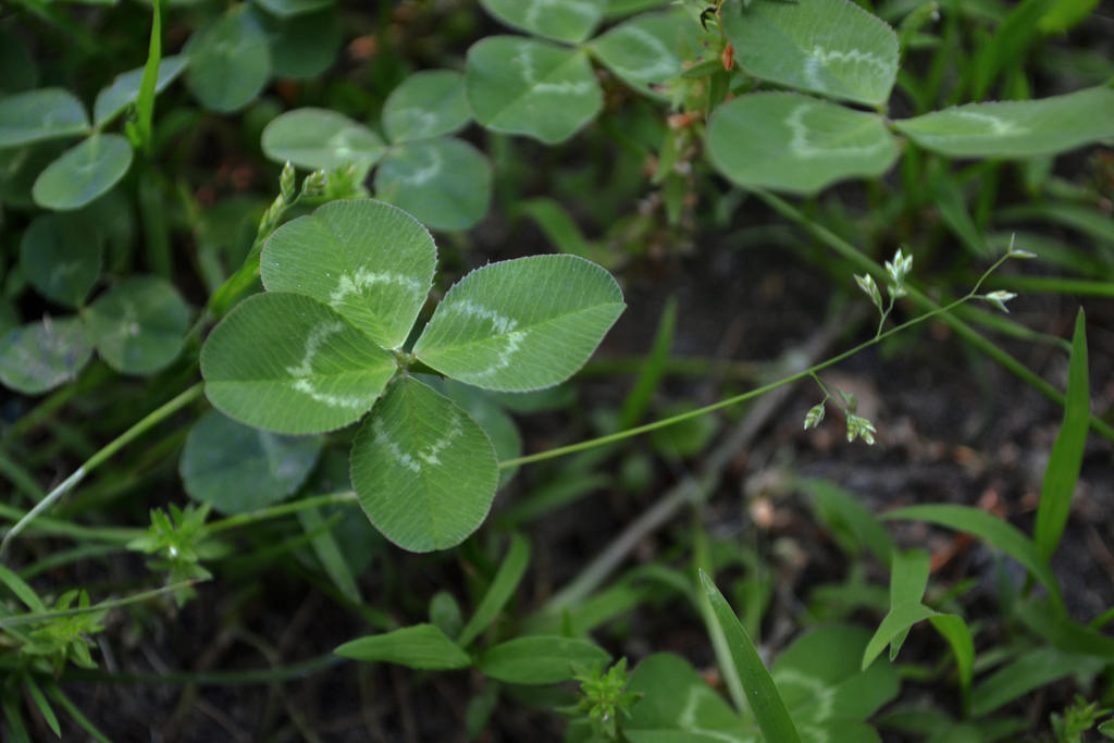 4 Leaf Clover 11 5/14/2012