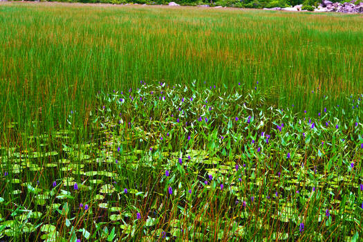 Purple Flowers