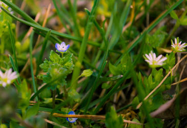 Tiny Blue Flower 2