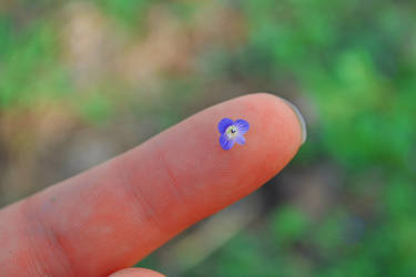 Tiny Blue Flower 3