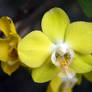 Yellow Orchid