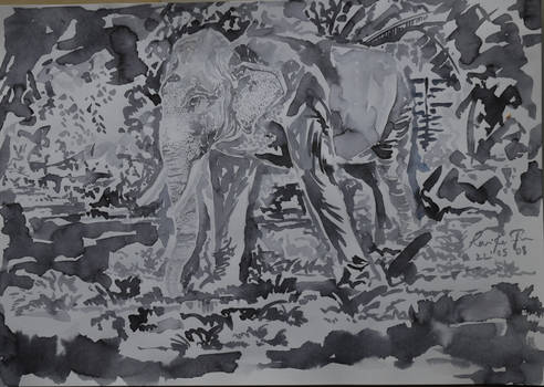 asian elephant