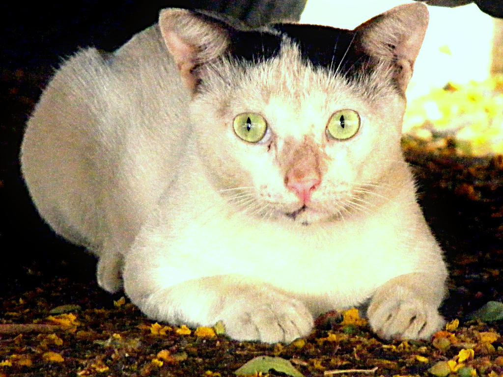 Alert Cat alert cat by darkrider14 on DeviantArt
