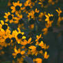 yellow flowers