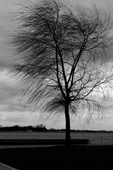 Windy tree