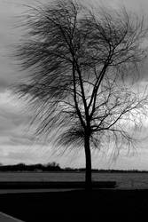 Windy tree