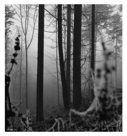 Dark and misty forest