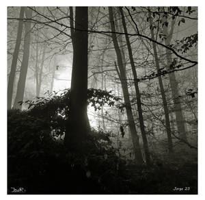 Dark and misty forest II