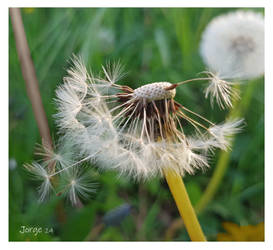 Dandelion Seeds II