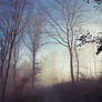 Sunshine in a misty forest VIII