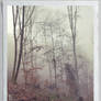 Melancholic misty forest III