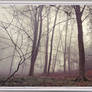 Melancholic misty forest IV
