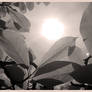 Vintage leaves light and shadow