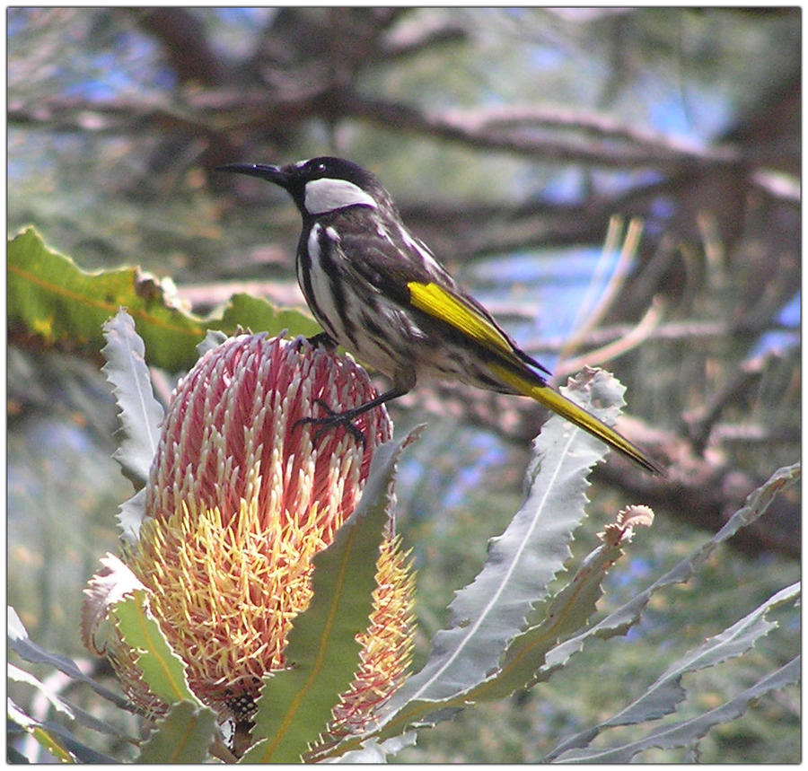 White-cheeked Honeyeater 2