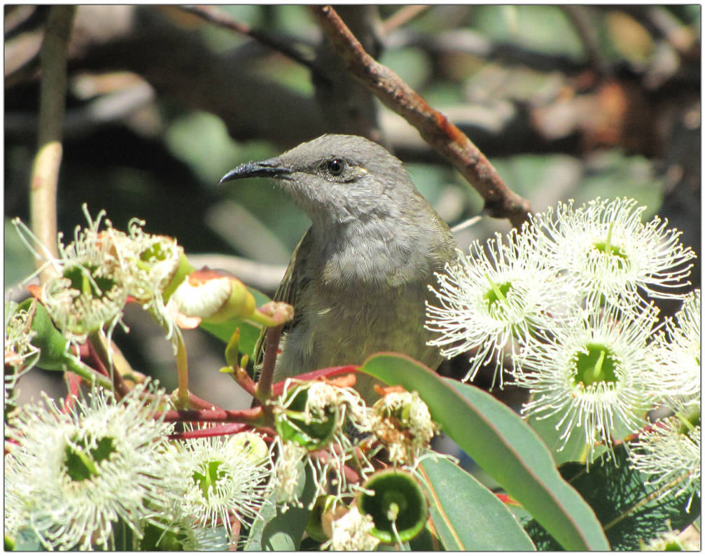 Foraging