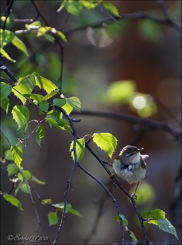 Willow warbler