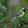 Great tit