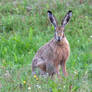 Brown hare