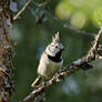 Crested tit