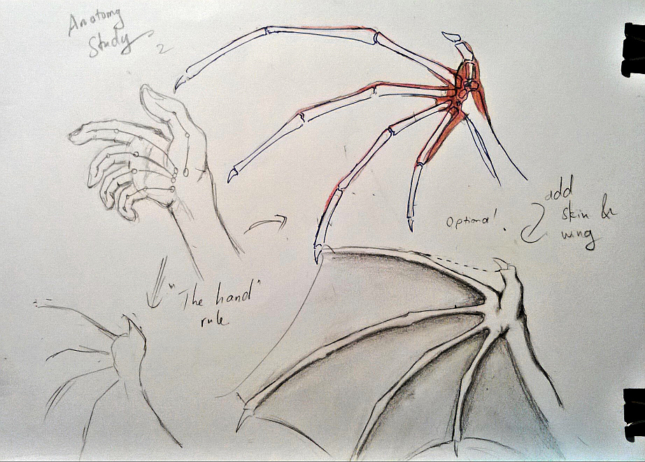 Dragon Anatomy Study - piece 2