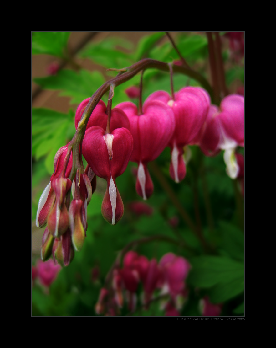 Bleeding Hearts